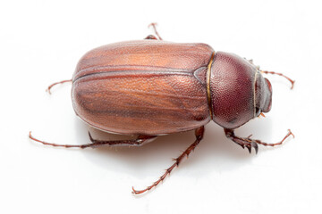 beetle on white background
