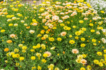 African daisy with yellow flowers on the flowerbed