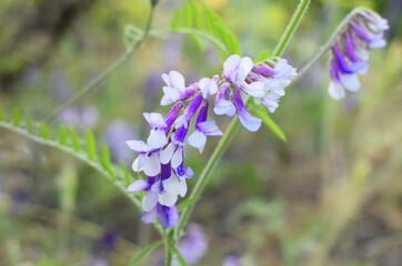 Vicia cracca (tufted vetch, cow vetch), purple  wild flowers on a blurred background of the meadow.