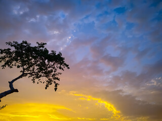tree in the sunset