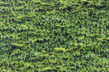 Green seamless texture with ivy