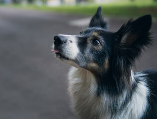 Euri sacando la lengua