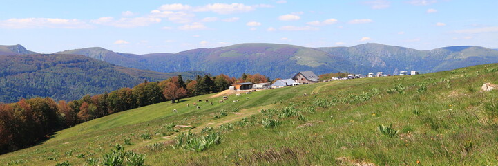 Fototapeta na wymiar Paysage de la Vallée de Munster en Alsace avec ses vaches et randonneurs