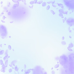 Violet flower petals falling down. Unequaled roman
