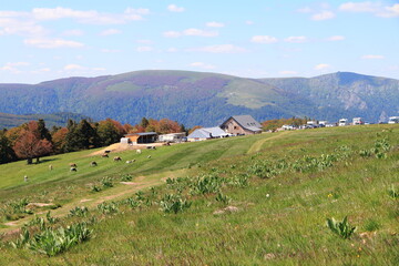 Fototapeta na wymiar Paysage de la Vallée de Munster en Alsace avec ses vaches et randonneurs