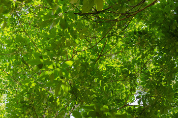 Green Foliage of Para Rubber Tree with Sunlight.