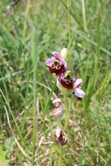 Hummel-Orchidee, wilde Orchidee, Hummel-Ragwurz (Ophrys holoserica)