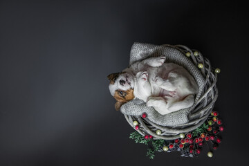 little puppy jack russell terrier sleeps on his back on a gray background