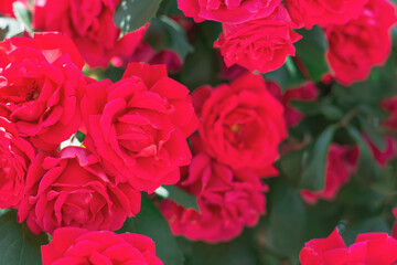 many red roses with green leaves in the garden, close-up, the natural background