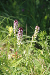 Knabenkraut im Taubergießen, wilde Orchideen, Deutschland