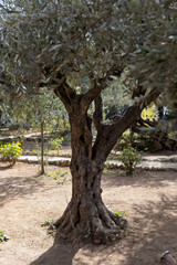 Old olive trees with in the Gethsemane Garden in Jerusalem, Israel.