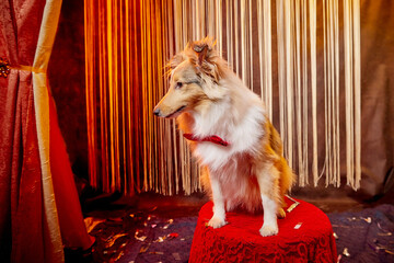 Beautitul small res dog in stylized theatrical circus photo shoot in beautiful red location. Pet...