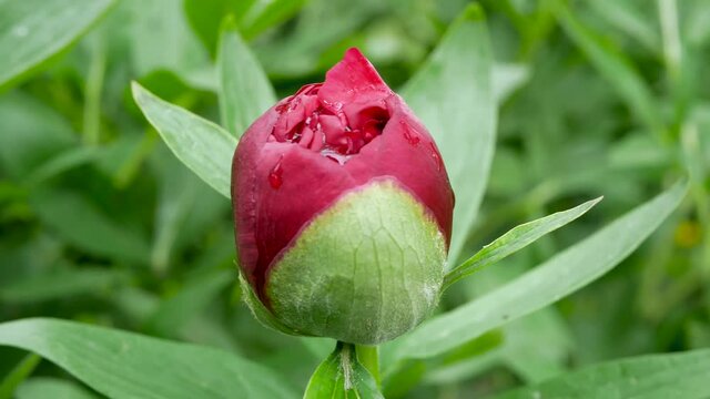Wind gently moves the Red peony (Paeonia Officinalis) flower bud after rain , locals in Romania named it pentecostal rose, shallow depth of field.