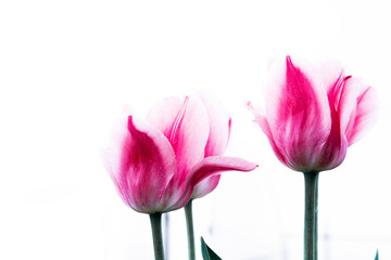 Fototapeta premium Bright pink tulips close-up on a white background. Floral background.