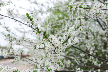 cherry blossom in spring