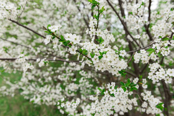 cherry tree flowers