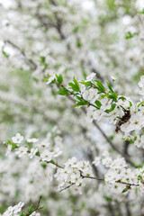 white flowers on a tree