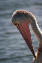 close up of a pelican