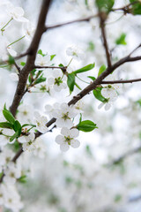 cherry tree blossom