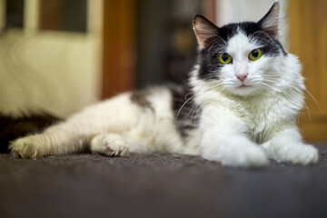 Cute young black and white cat in the room