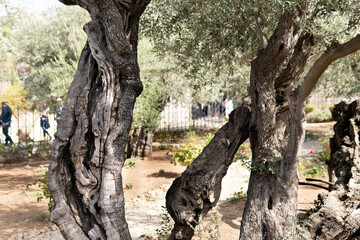 Old olive trees with in the Gethsemane Garden in Jerusalem, Israel.