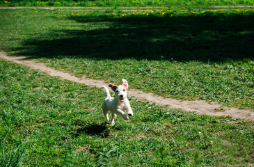 puppy runs on the grass in a clearing, dog breed Jack Russell Terrier in nature