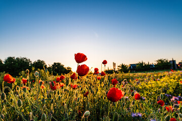 field of poppies