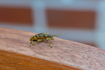 An oak pliers (Rhagium sycophanta) sits on a  brown wooden bench and enjoys the shade in summer