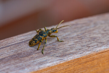 An oak pliers (Rhagium sycophanta) sits on a  brown wooden bench and enjoys the shade in summer