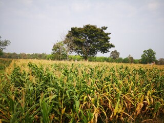 
Corn farm in the afternoon of the day