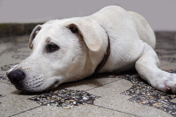 Sad labrador dog on the ground. Sad Pet