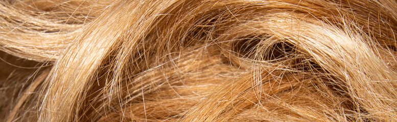 Colored female hair.Background of colored hair.Split ends.