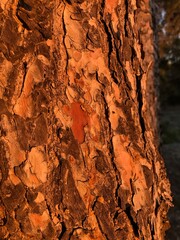 texturas de un tronco
