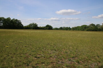 Taubergiessen, Orchideenweg, Feld, Frühling