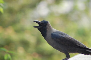 Crow