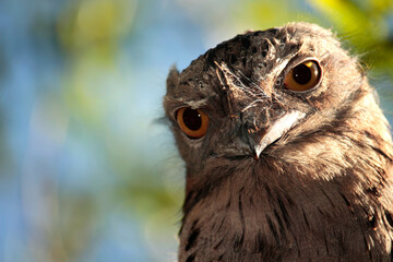 Tawny Frogmouth Owl Close-up