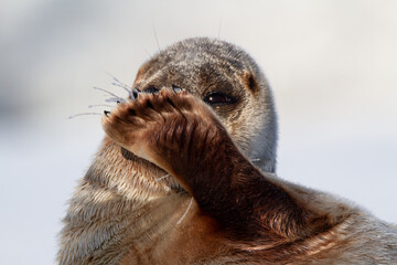 Ringed seal lying on the ice on Spitsbergen, Svalbard