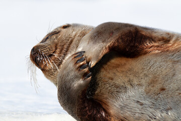 Ringed seal lying on the ice on Spitsbergen, Svalbard
