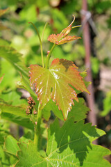 Young sprouts of grapes.