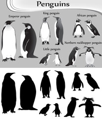 Obraz premium Collection of different species of penguins in black-white image and silhouette: emperor, king, little, african, northern rockhopper