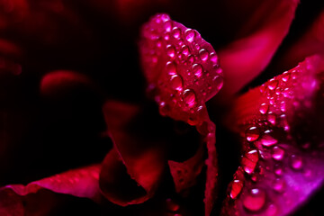 Macro Close up Shot of Many Water Drops on red petal .