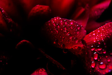 Macro Close up Shot of Many Water Drops on red petal .