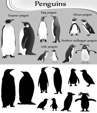 Collection of different species of penguins in black-white image and silhouette: emperor, king, little, african, northern rockhopper