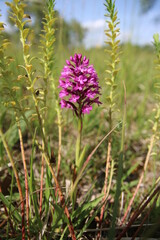 Wilde Orchidee, Fuchsia, Taubergiessen, Pyramiden-Hundswurz (Anacamptis pyramidalis)