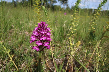 Wilde Orchidee, Fuchsia, Taubergiessen, Pyramiden-Hundswurz (Anacamptis pyramidalis)