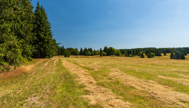 mountain meadow with isolated trees, forest around and clear sky above in Krusne hory mountains in Czech republic