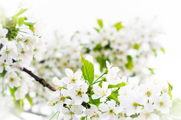 Obraz premium Cherry flowering close-up. Gentle, light background of tree branches. White flowers and green leaves on a white sky background. Beautiful natural background. Spring landscape.
