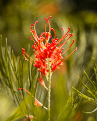 red flower in the garden