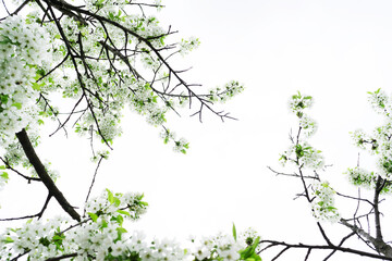 Cherry flowering close-up. Gentle, light background of tree branches. White flowers and green leaves on a white sky background. Beautiful natural background. Spring landscape.