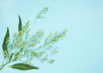 Composition of herbs and flowers on a blue background